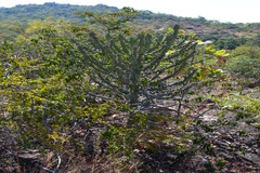 Euphorbia neriifolia